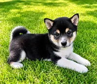 Bella, a female Shiba Inu for sale in New Baltimore, MI – 5 of 5