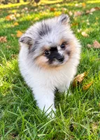 Bonnie , a female Yorkshire Terrier for sale in New Baltimore, MI – 2 of 4