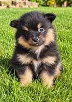 Bentley, a male Yorkshire Terrier for sale in New Baltimore, MI – 2 of 4