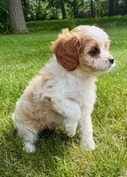 Buddy, a male Cavapoo for sale in New Baltimore, MI – 5 of 6