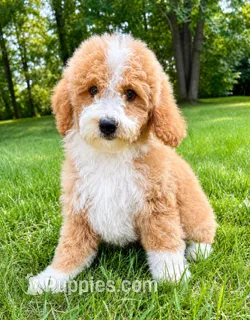 Teddy – Miniature Goldendoodle puppy for sale in New Baltimore, MI