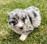 Callie , a female Miniature Australian Shepherd for sale in New Baltimore, MI – Photo 2 of 6