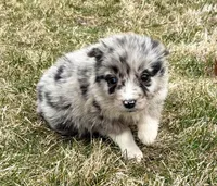 Callie , a female Miniature Australian Shepherd for sale in New Baltimore, MI – Photo 4 of 6