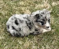 Callie , a female Miniature Australian Shepherd for sale in New Baltimore, MI – Photo 5 of 6