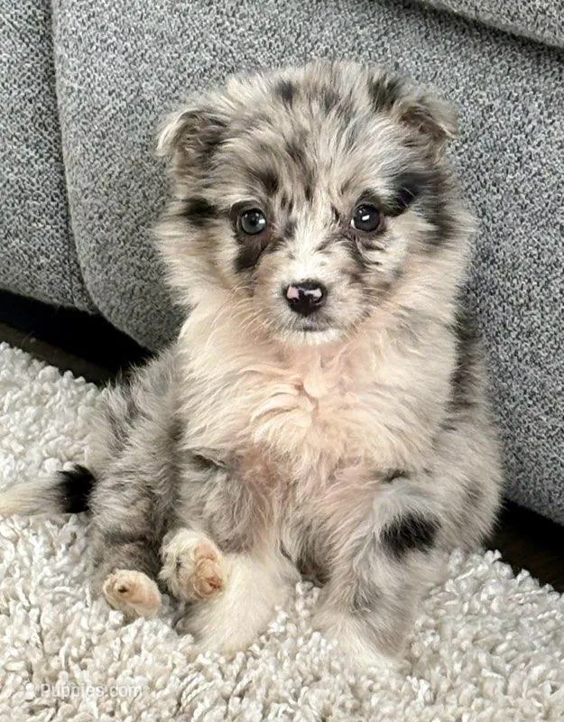 Callie  – Miniature Australian Shepherd puppy for sale in New Baltimore, MI