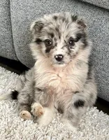 Callie , a female Miniature Australian Shepherd for sale in New Baltimore, MI – Photo 1 of 6