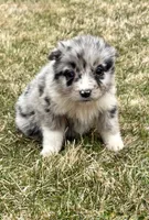 Callie , a female Miniature Australian Shepherd for sale in New Baltimore, MI – Photo 3 of 6