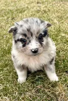 Callie , a female Miniature Australian Shepherd for sale in New Baltimore, MI – Photo 6 of 6