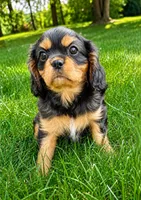 Rosie, a female Cavalier King Charles Spaniel for sale in New Baltimore, MI – 3 of 5