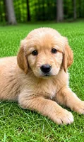 Rocky, a male Golden Retriever for sale in New Baltimore, MI – 2 of 5