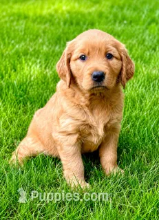 Ruby – Golden Retriever puppy for sale in New Baltimore, MI
