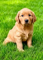 Ruby, a female Golden Retriever for sale in New Baltimore, MI – 1 of 5