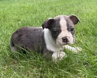 Cooper, a male Boston Terrier for sale in New Baltimore, MI – 2 of 5