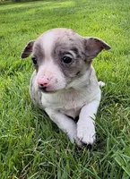 Savannah, a female Chihuahua for sale in New Baltimore, MI – 4 of 6