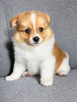 Waffles, a male Pomeranian for sale in New Baltimore, MI – 2 of 4