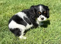 Axel, a male Cavalier King Charles Spaniel for sale in New Baltimore, MI – 2 of 4