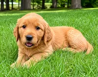 Ruby, a female Golden Retriever for sale in New Baltimore, MI – 5 of 5