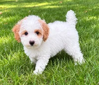 Millie, a female Poodle - Miniature  for sale in New Baltimore, MI – 2 of 5