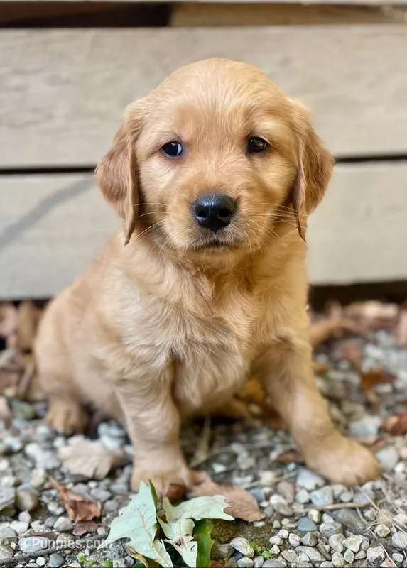 Willow – Golden Retriever puppy for sale in New Baltimore, MI