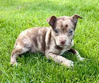Georgia, a female Chihuahua for sale in New Baltimore, MI – 3 of 5