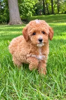 Macy , a female Poodle - Miniature  for sale in New Baltimore, MI – 5 of 5