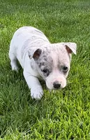 Dallas, a male Chihuahua for sale in New Baltimore, MI – 3 of 5