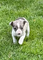Savannah, a female Chihuahua for sale in New Baltimore, MI – 2 of 6