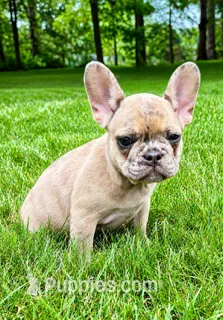Stella – French Bulldog puppy for sale in New Baltimore, MI