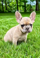 Stella, a female French Bulldog for sale in New Baltimore, MI – 1 of 5