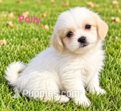 Polly – Shihpoo puppy for sale in New Baltimore, MI