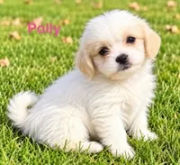 Polly, a female Shihpoo for sale in New Baltimore, MI – 1 of 4
