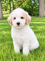 Milo, a male Poodle - Miniature  for sale in New Baltimore, MI – 4 of 4