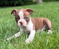 Cassie, a female Boston Terrier for sale in New Baltimore, MI – 4 of 5