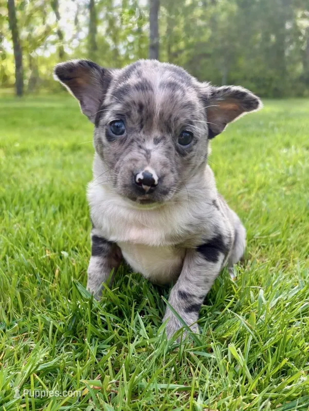Brooklyn – Chihuahua puppy for sale in New Baltimore, MI