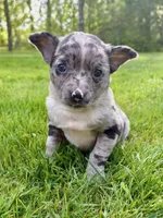 Brooklyn, a female Chihuahua for sale in New Baltimore, MI – 1 of 4