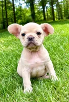 Leo, a male French Bulldog for sale in New Baltimore, MI – 6 of 6