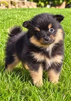Bentley, a male Yorkshire Terrier for sale in New Baltimore, MI – 4 of 4
