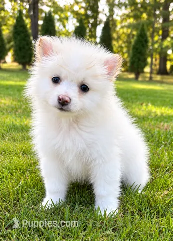 Ace – Pomeranian puppy for sale in New Baltimore, MI