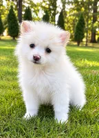 Ace, a male Pomeranian for sale in New Baltimore, MI – 1 of 4