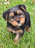 Winston, a male Yorkshire Terrier for sale in New Baltimore, MI – 2 of 4