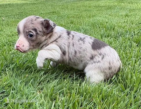 Savannah – Chihuahua puppy for sale in New Baltimore, MI