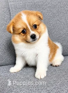 Waffles – Pomeranian puppy for sale in New Baltimore, MI