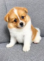 Waffles, a male Pomeranian for sale in New Baltimore, MI – 1 of 4