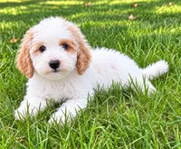 Millie, a female Poodle - Miniature  for sale in New Baltimore, MI – 3 of 5
