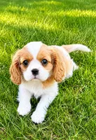 Winston, a male Cavalier King Charles Spaniel for sale in New Baltimore, MI – 4 of 6