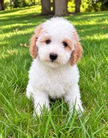Millie, a female Poodle - Miniature  for sale in New Baltimore, MI – 4 of 5