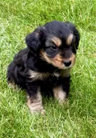 Poppy , a female Yorkshire Terrier for sale in New Baltimore, MI – 3 of 5