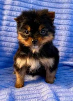 Minnie, a male Pomeranian for sale in New Baltimore, MI – Photo 6 of 6