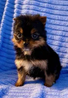 Minnie, a male Pomeranian for sale in New Baltimore, MI – Photo 5 of 6