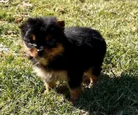 Minnie, a male Pomeranian for sale in New Baltimore, MI – Photo 2 of 6